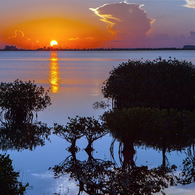 Indian River Lagoon reflecting sunset with mangroves in foreground